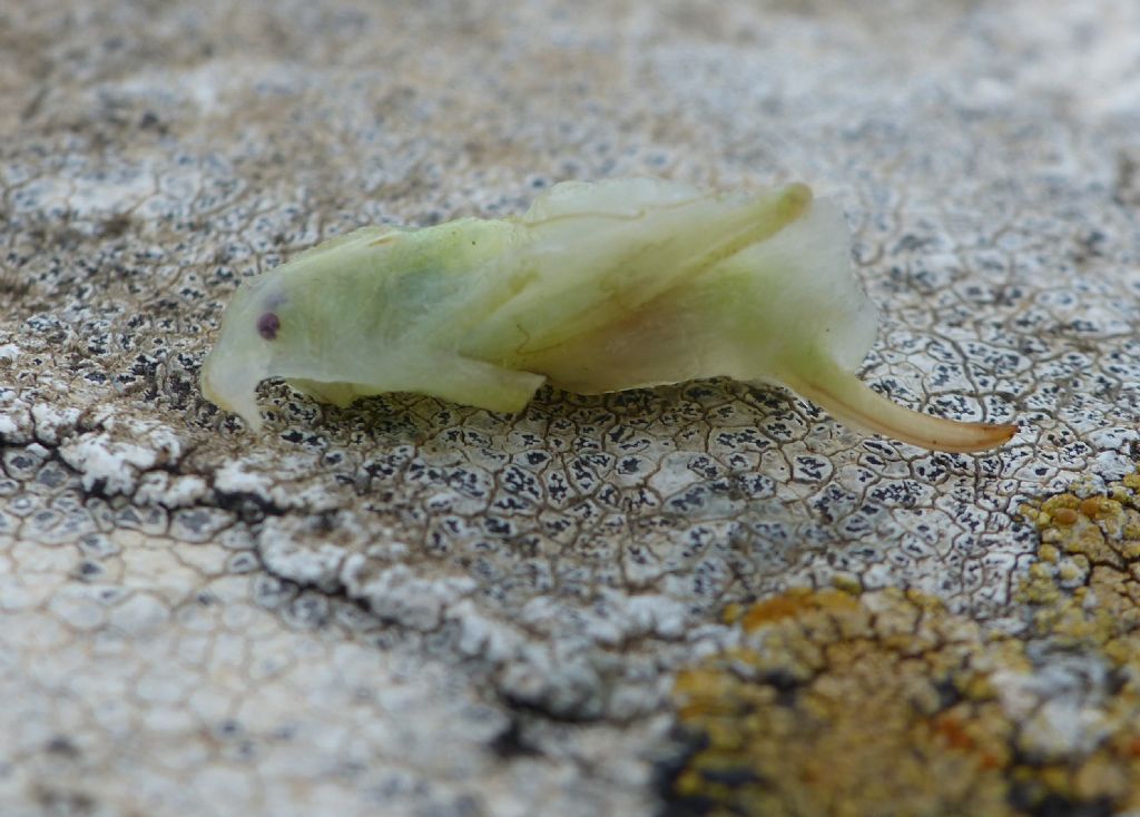 Dove vivono i Meconematidae?